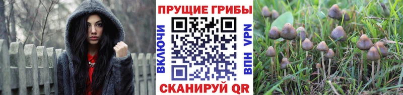даркнет сайт  Звенигород  Псилоцибиновые грибы GOLDEN TEACHER 